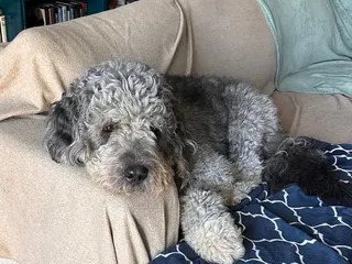 Celebration Ends With Dog Shot Dead By Police