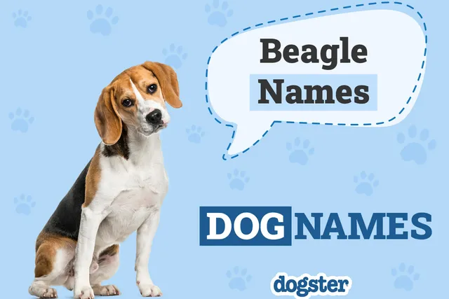 200+ Beagle Names: Cute and Popular Ideas For Your Dog in 2026
