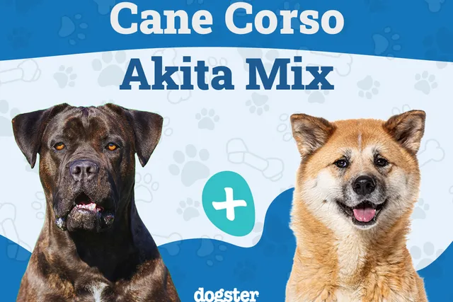 Cane Corso Akita Mix: Info, Pictures, Care Guide & More
