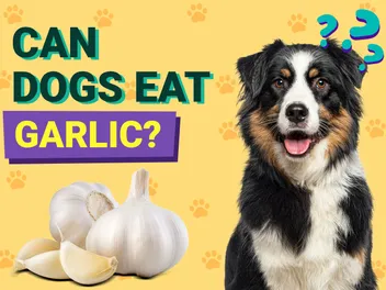 Can Dogs Eat Garlic? Vet Reviewed Risks & Nutrition Advice