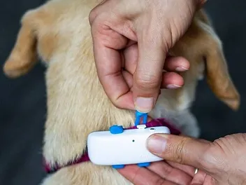 10 Fi Dog Collar Alternatives in 2026: Are They Better?