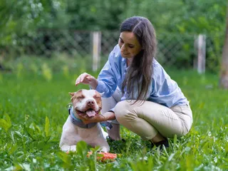 Are Pitbulls Legal in Florida? Restrictions & Guidelines