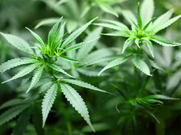 Medical Marijuana for Dogs: Our Vet Explains The Legality, Needs & Uses