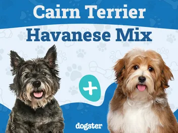 Cairnese (Cairn Terrier & Havanese Mix): Info, Pictures, Care & More
