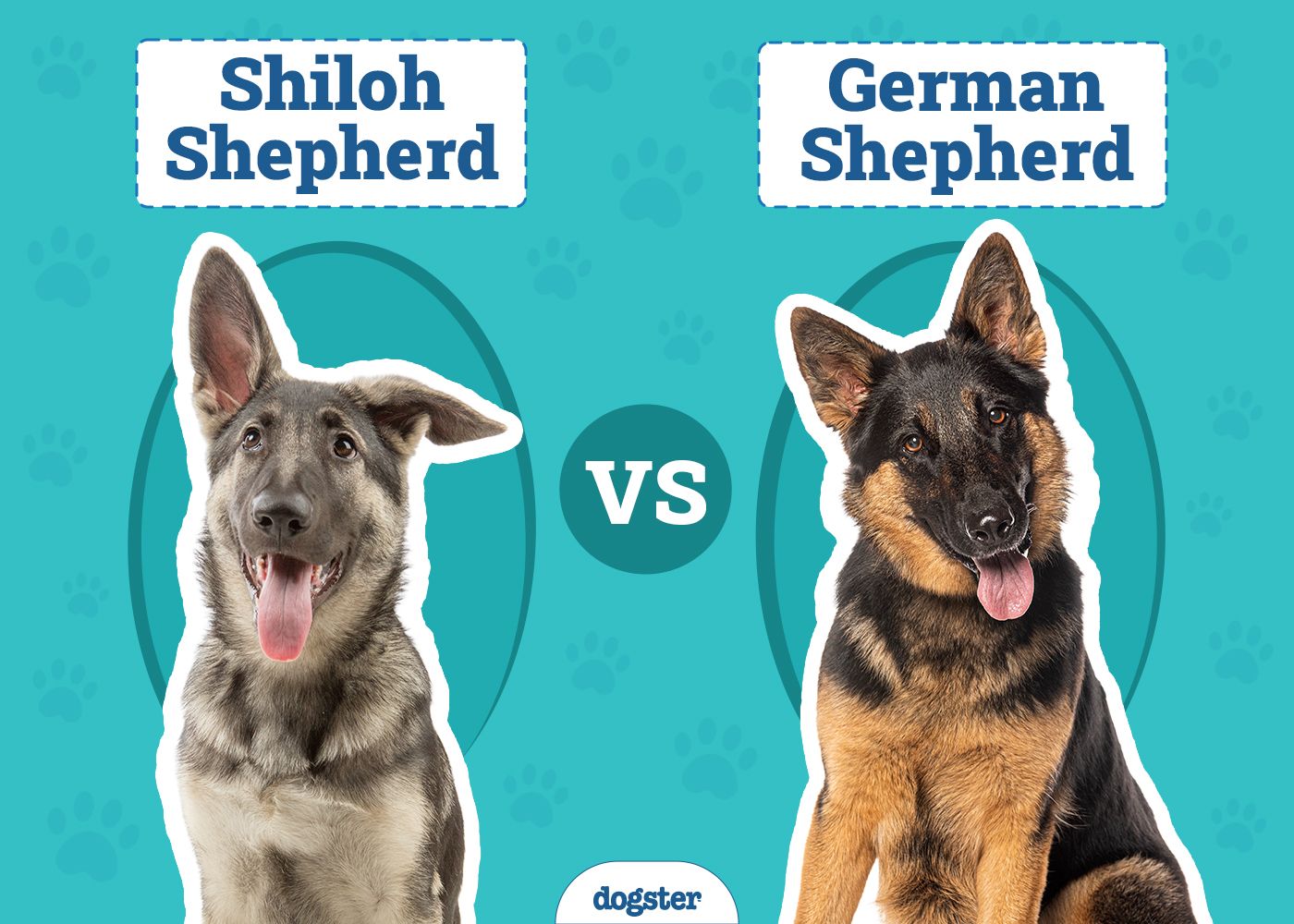 Shiloh Shepherd vs German Shepherd