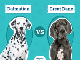 Dalmatian vs Great Dane: Key Differences (With Pictures)