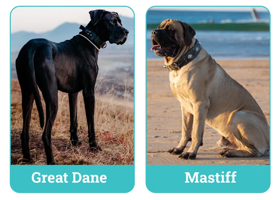 Great Dane vs. Mastiff