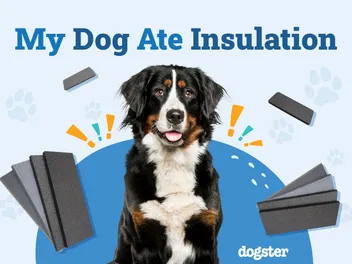 My Dog Ate Insulation: Our Vet Explains What to Do
