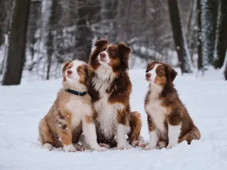 Will An Australian Shepherd Get Along With Other Dogs? 5 Socialization Tips