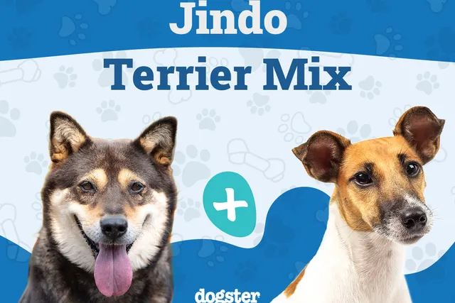 Jindo Terrier Mixed Dog Breed: Info, Pictures, Care & More
