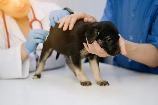 My Puppy Still Has Worms After Deworming: Our Vet Explains