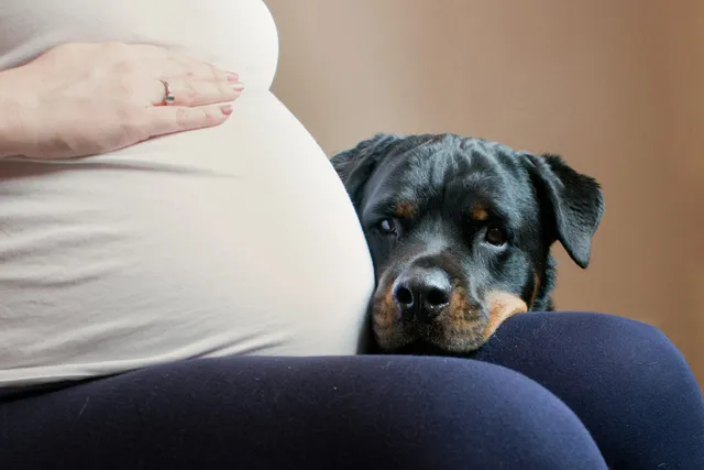 Can Dogs Hear a Fetal Heartbeat: Vet-Verified Canine Hearing Explained