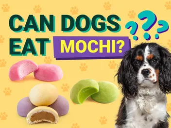 Can Dogs Eat Mochi? Vet-Verified Nutrition Facts & Risks