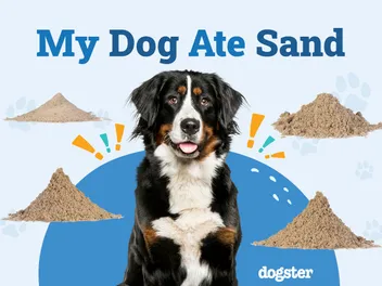 My Dog Ate Sand: Should I Be Worried? Our Vet Explains