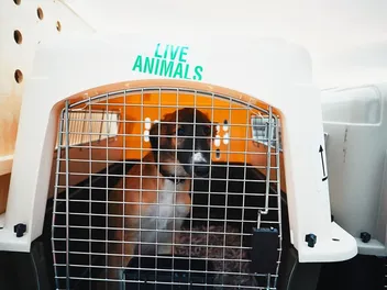 How Much Does It Cost to Ship a Dog? 2026 Relocation Costs