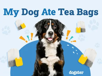 My Dog Ate Tea Bags, Should I Worry? Our Vet Answers