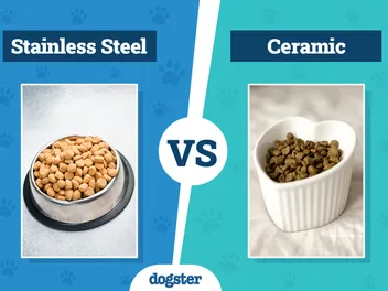 Stainless Steel vs Ceramic Dog Bowls: Which Is Right for Your Needs?