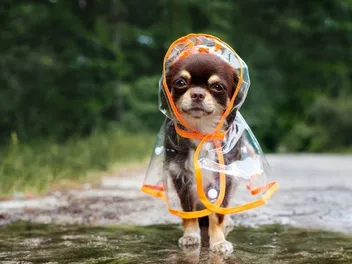 9 Best Raincoats for Dogs in 2026 - Reviews & Top Picks
