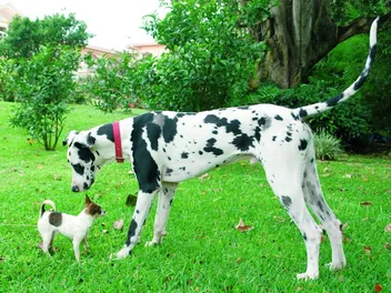 Great Dane Chihuahua Mix: Is It Possible? Vet-Verified Facts, Ethics & Risks