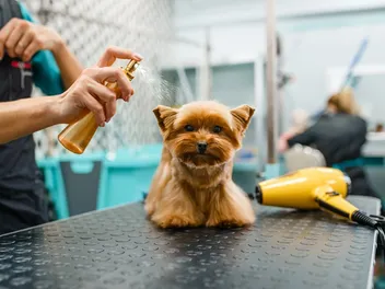 10 Best Dog Colognes in 2026 - Reviews & Top Picks