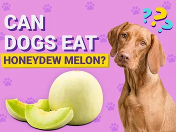 Can Dogs Eat Honeydew Melon? Vet-Verified Nutrition Facts & FAQ