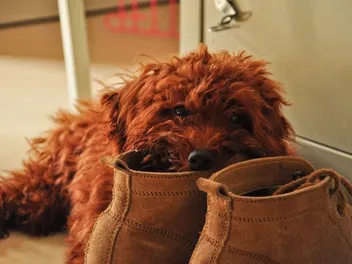 Why Does My Dog Steal My Shoes? 6 Vet-Verified Reasons & Tips