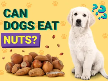 Can Dogs Eat Nuts? Vet-Reviewed Health & Safety Explained