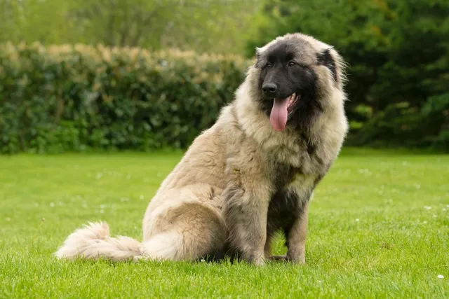 Estrela Mountain Dog Breed: Info, Pictures, Origin & Care