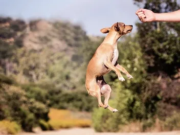 Hyperactivity in Dogs: Vet-Reviewed Signs, Causes & Care Tips