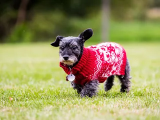 Miniature Schnoxie Dog Breed: Info, Pictures, Care & More