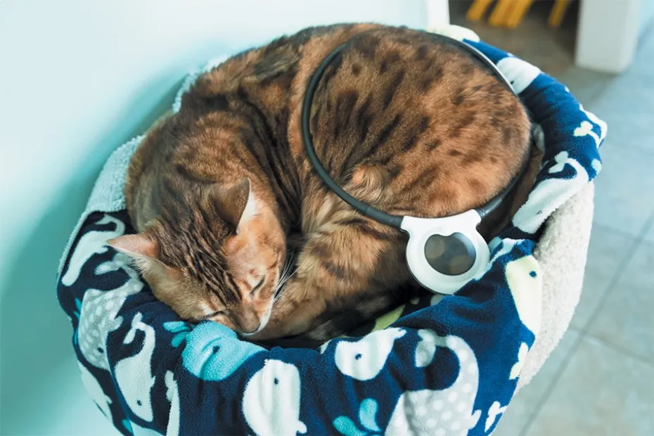 Assisi Loop for Cats