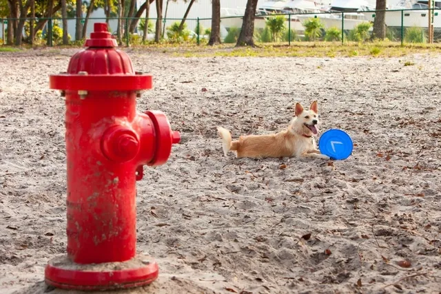 Why Do Dogs Pee on Fire Hydrants? Vet-Verified Facts & FAQ