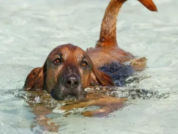 Bloodhound Basset Mixed Dog Breed: Info, Pictures, Care & More