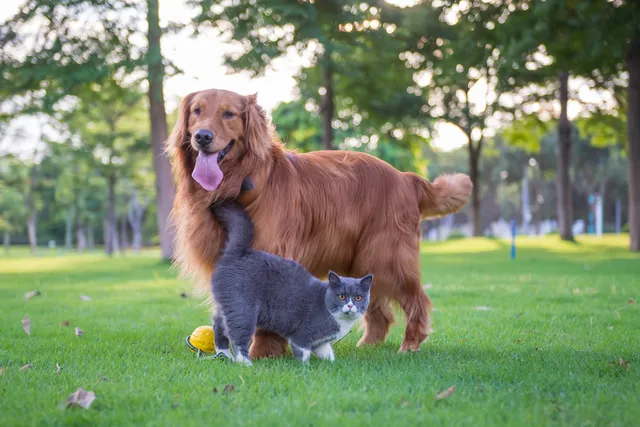 Why Do Cats Live Longer Than Dogs? Vet Approved Facts & FAQ