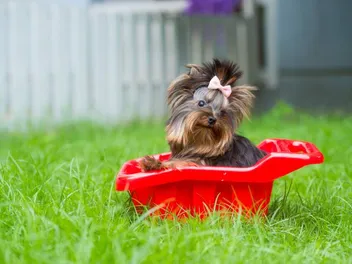 Teacup Dogs: Vet-Verified Ethics, Facts & Health Issues