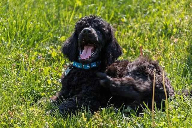 Black Poodle: Info, Pictures, Origin & History