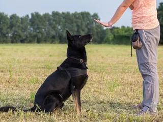 Can Feral Dogs Be Trained? Vet-Approved Tips, Considerations & FAQ