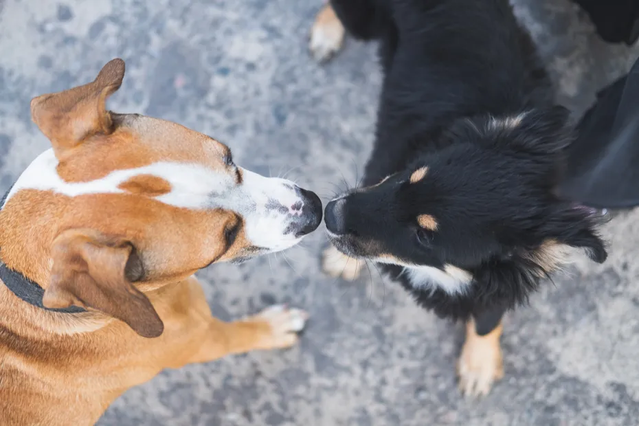two dogs sniffing each other
