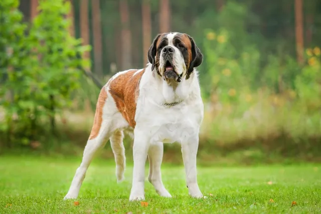 20 Tallest Dog Breeds: Info, Pictures, History & More