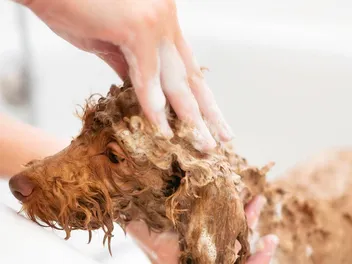 12 Best Dog Shampoos for Poodles in 2026: Reviews & Top Picks