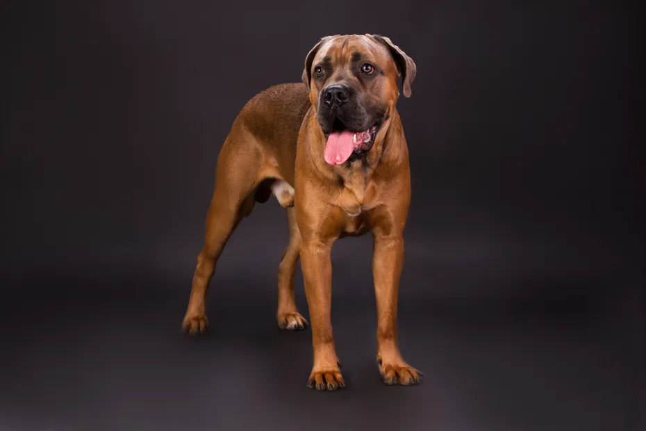 Cane,Corso,Italian,Dog,,Studio,Shot.,Adorable,Brown,Cane,Corso
