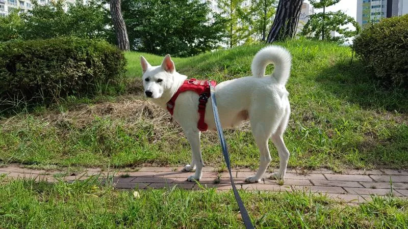 Jindo Dog Taking a Walk