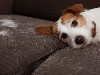 Is My Puppy Supposed to Shed? Vet-Verified Facts & Info