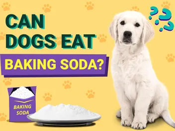 Can Dogs Eat Baking Soda? Vet-Approved Facts & FAQ