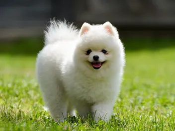 12 Vet-Verified Fun & Cool Pomeranian Facts (With Pictures)