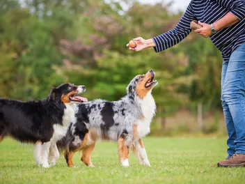 How Much Exercise Does an Australian Shepherd Need? Vet-Approved Advice