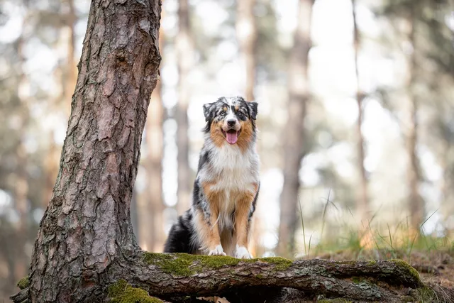Blue Merle Australian Shepherd: Info, Pictures, Origin & History