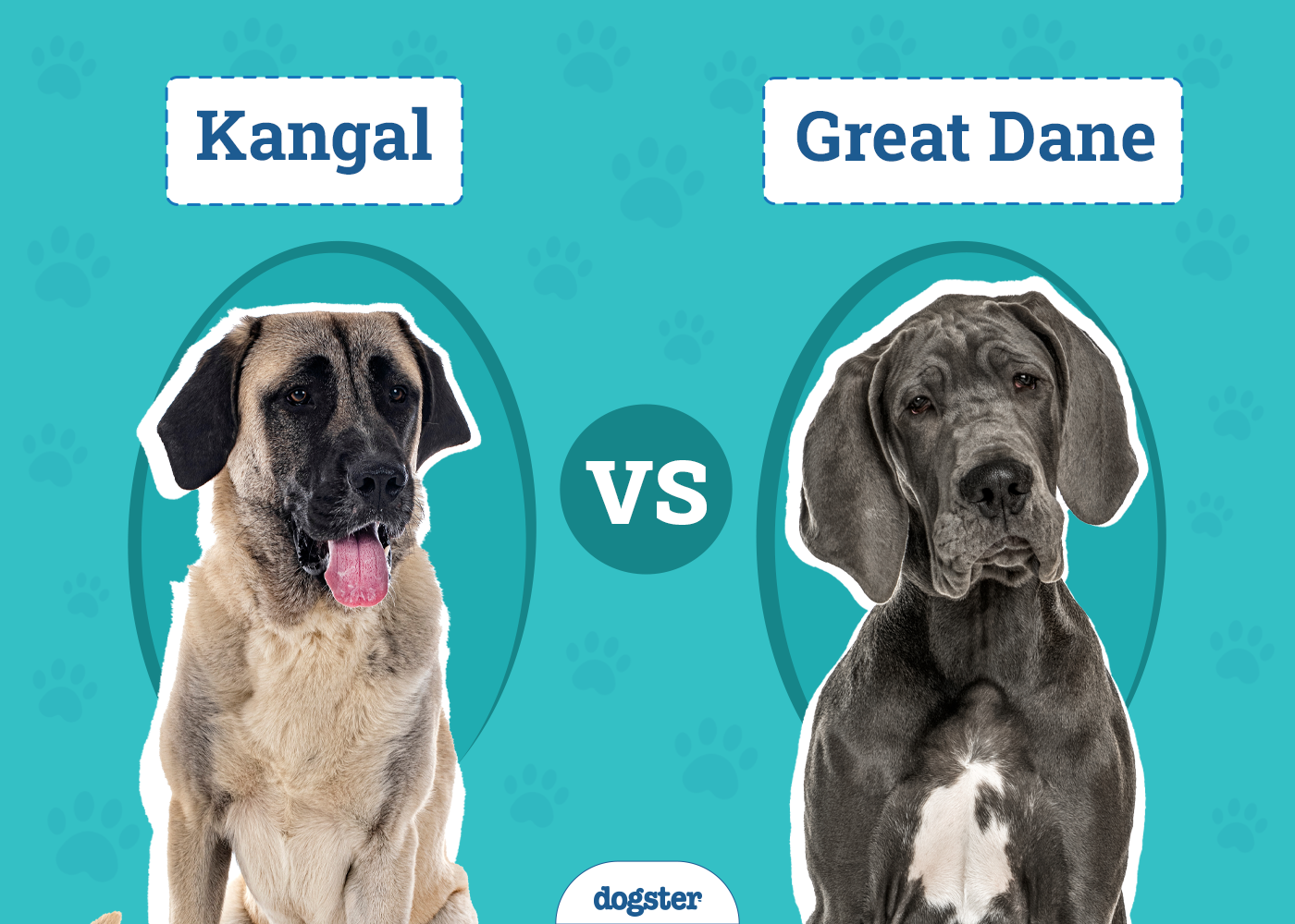 Kangal vs Great Dane