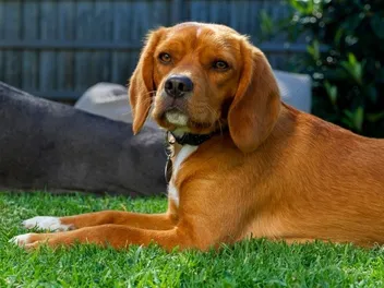 Beaglier (Beagle & King Charles Spaniel Mix): Info, Pictures, Care Guide & More