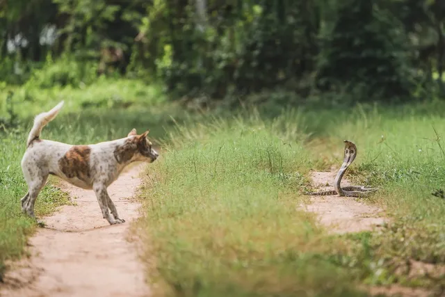 Snake Bites on Dogs: Types, Signs & Treatment (Vet Answer)